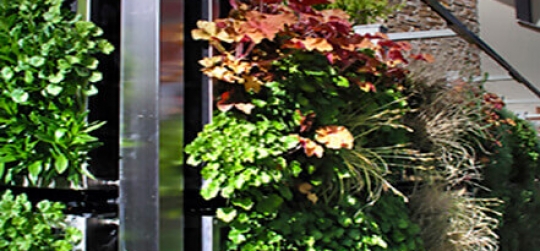 Crear muros vegetales, mejora la calidad del aire, aportando color y aroma.