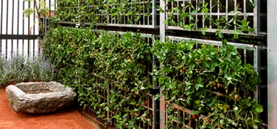 Criterios para la elección de sistemas de riego en jardines verticales
